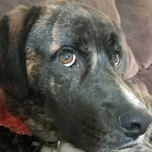 Meet your Posher, Rhonda